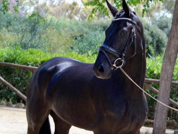 Bisilia Star