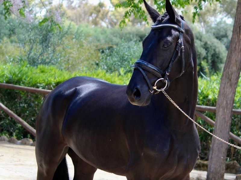 Bisilia Star