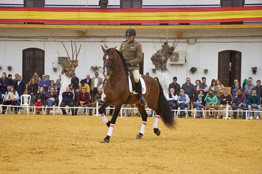 Spain Horses en la presentación de sementales de Écija Spain Horses en la presentación de sementales de Écija