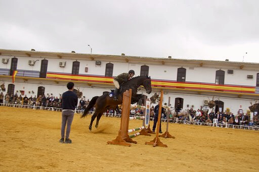 Spain Horses en la presentación de sementales de Écija Spain Horses en la presentación de sementales de Écija