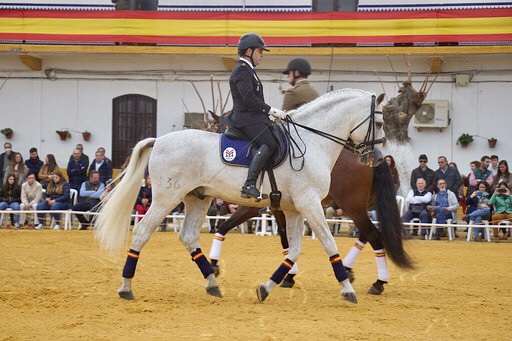 Spain Horses en la presentación de sementales de Écija Spain Horses en la presentación de sementales de Écija