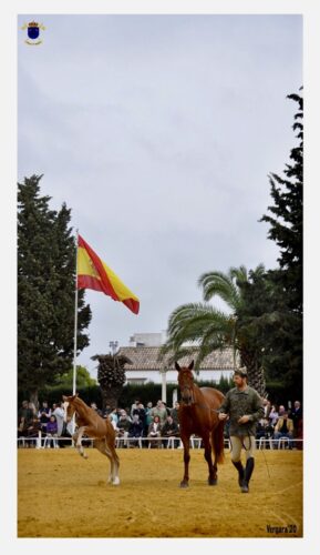 Spain Horses en la presentación de sementales de Écija Spain Horses en la presentación de sementales de Écija